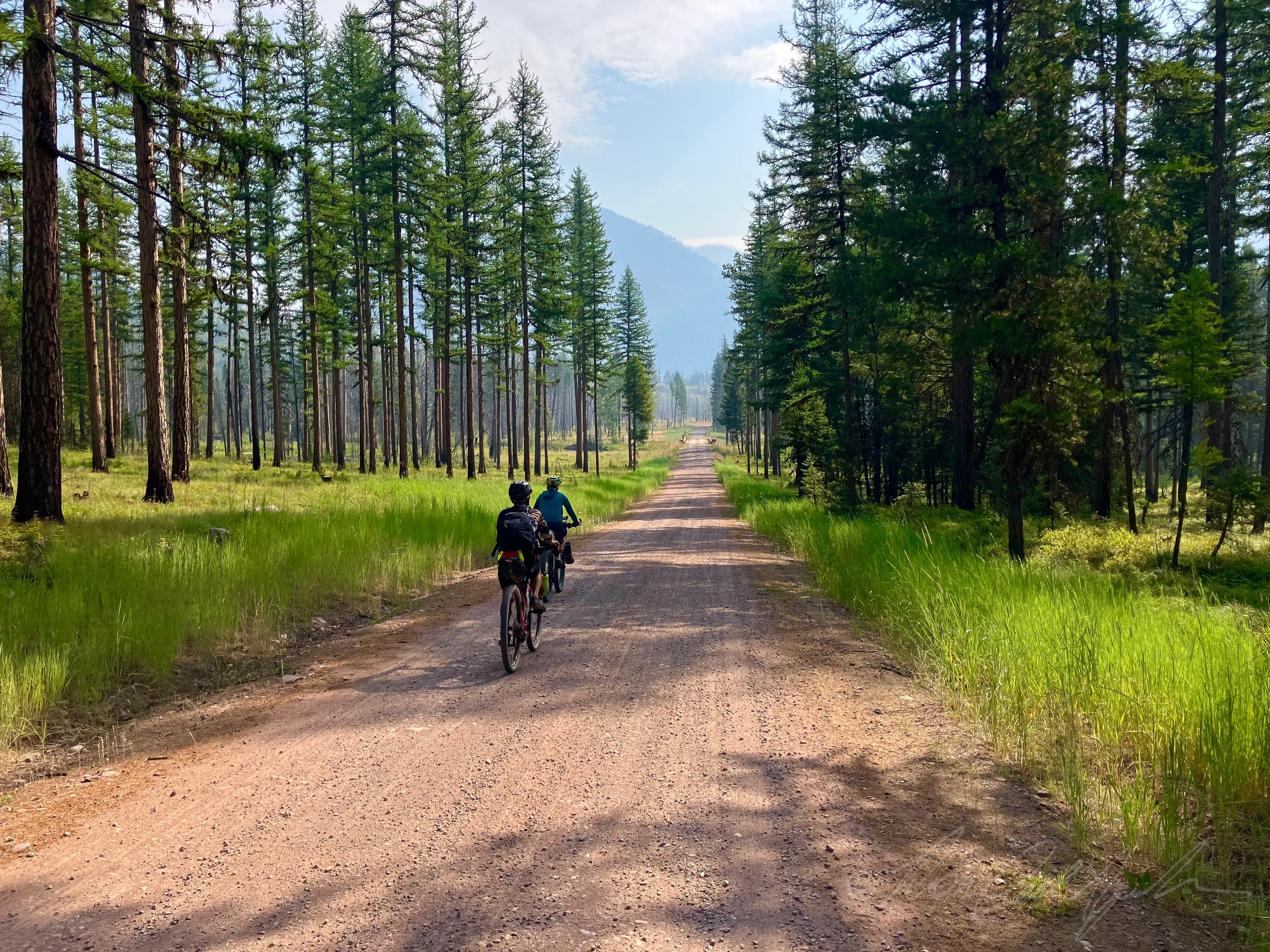 Lolo National Forest.jpg